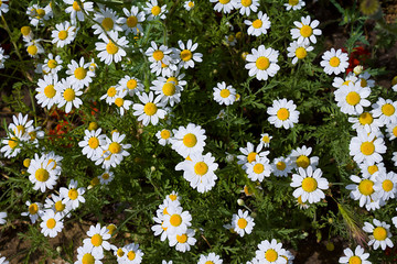 blooming white daisies with drops of rainwater on the petals on a dark green background of foliage