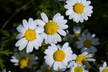 blooming white daisies with drops of rainwater on the petals on a dark green background of foliage