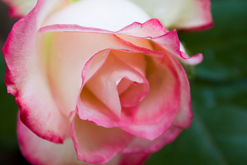 colorful rose flower, white petals with pink border, close-up, on a dark green background of leaves.