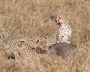 Cheetah on the hunt
