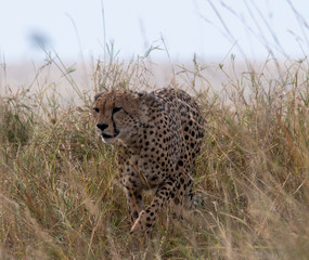 Cheetah walking through grass