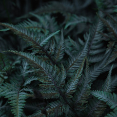 Green tropical background with jungle plants. Background of fern leaves. Exotic background of leaves of fern or bracken