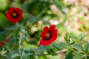 Obraz premium Potentilla atrosanguinea in garden. Red flower of potentilla. Cultivation of medicinal plants in the garden. 