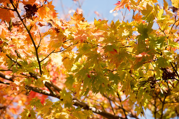 Obraz premium autumn leaves