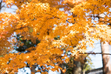 autumn leaves on tree