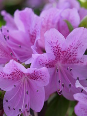 koreanische Rhododendron Pflanze pink 
