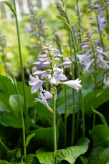 Blossom of hosta. Flowers ornamental plants hosts.