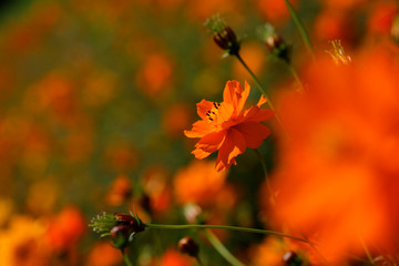 orange color cosmos flowers garden