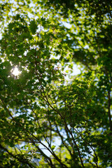 Fototapeta premium Maple leaves in the forest