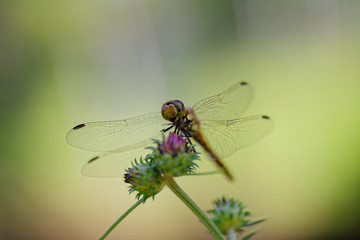 Dragonfly that stops in the trees