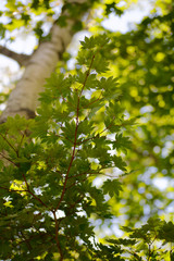 Maple leaves in the forest