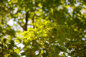 Maple leaves in the forest