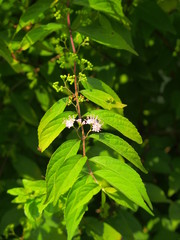 実をつけ始めた小紫