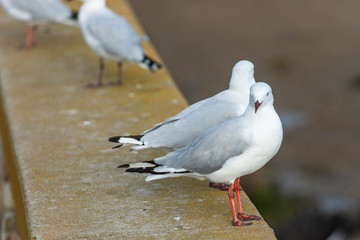 seagull on a road