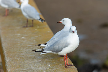 Fototapeta premium seagull on the beach