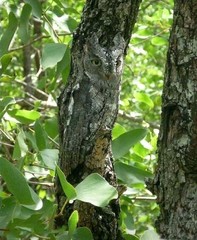 Look at the tree what are you showing