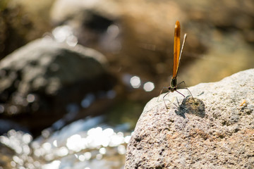 沢をバックにミヤマカワトンボ