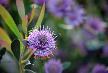 Australian native purple coneflowers of Isopogon cuneatus, family Proteaceae. Endemic to heathland and woodland near Albany in Western Australia. © KHBlack