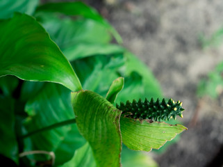 Spathiphyllum floribundum cv. levlandil flower and green leaf