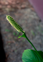 Spathiphyllum floribundum cv. levlandil flower and green leaf