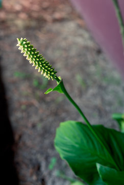 Spathiphyllum floribundum cv. levlandil flower and green leaf