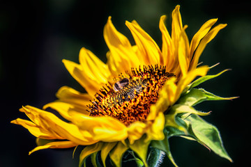 Bee on a sunflower blossom