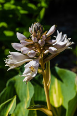Blossom of hosta. Flowers ornamental plants hosts. Bee on flowers of hosta