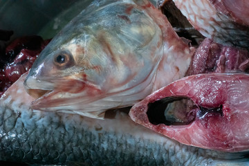 Hilsa fish being cut for cooking