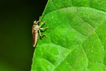 The insectivorous gadfly perches on the field plants