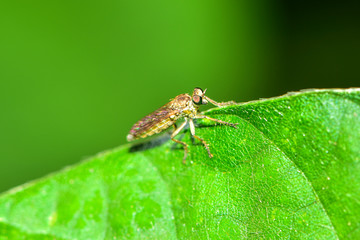 The insectivorous gadfly perches on the field plants