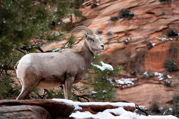 mountain goat