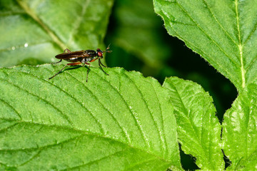 The insectivorous gadfly perches on the field plants