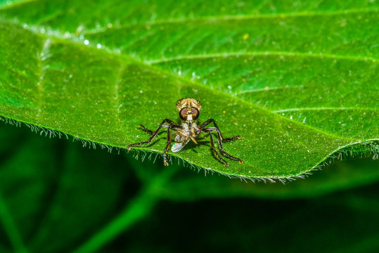 The insectivorous gadfly perches on the field plants