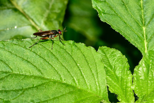The insectivorous gadfly perches on the field plants