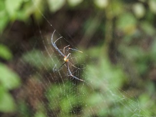 spider on web