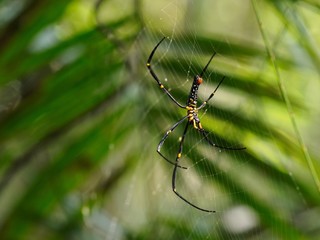 spider on web