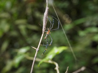 spider on a web