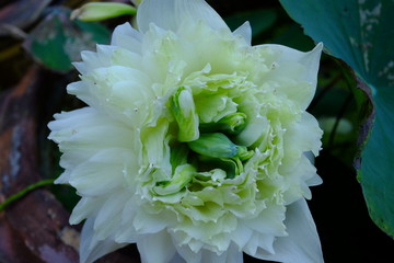 beautiful lotus flower or water lily in pond