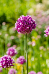 Obraz premium Allium rotundum in garden. Growing bulbous plants in the garden. Honey plants in the garden. Bees on flowers.