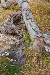 fallen oak branches on grassy ground with fox tail weeds