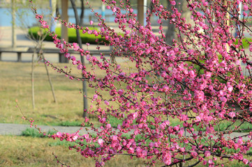 The flowers and leaves of spring are in the park