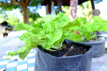 organic vegetables of organic farming