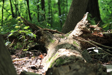 Fallen tree in forest
