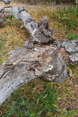 fallen oak branches on grassy ground with fox tail weeds