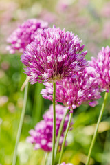 Fototapeta premium Allium rotundum in garden. Growing bulbous plants in the garden. Honey plants in the garden. Bees on flowers.