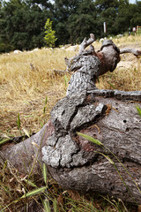 fallen oak branches on grassy ground with fox tail weeds