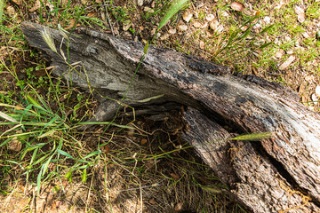 fallen oak branches on grassy ground with fox tail weeds