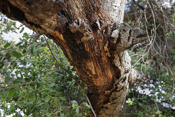 Fototapeta premium california live oak tree branches, twigs, and leaves