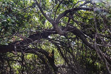 california live oak tree branches, twigs, and leaves