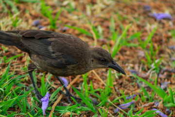 A bird called 